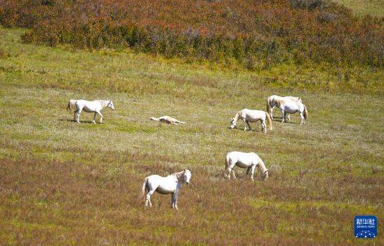 皇冠信用盘代理_初秋的乌兰布统草原