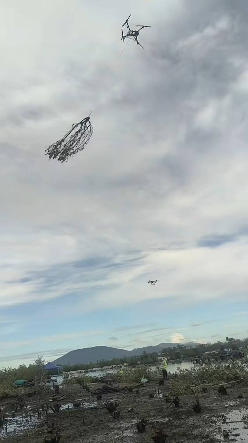 西班牙足协乙组联赛_海南一地红树林被砍？回应：砍伐红树林中外来物种西班牙足协乙组联赛，放任不管将对本土红树林造成危害