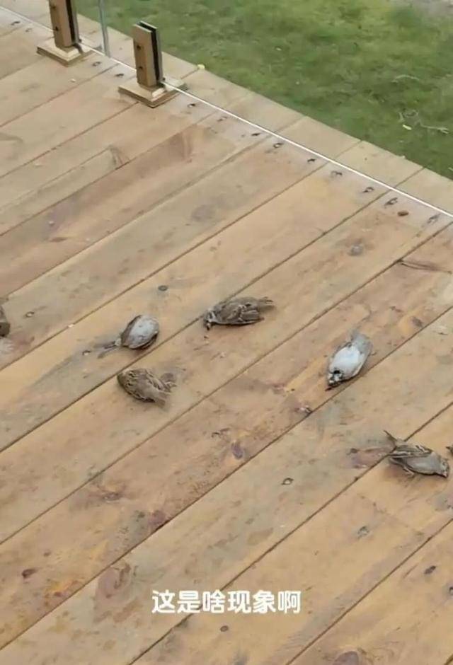 皇冠信用网登_一群麻雀飞着飞着纷纷坠亡皇冠信用网登，林业部门：可能是中毒了，将联合公安调查