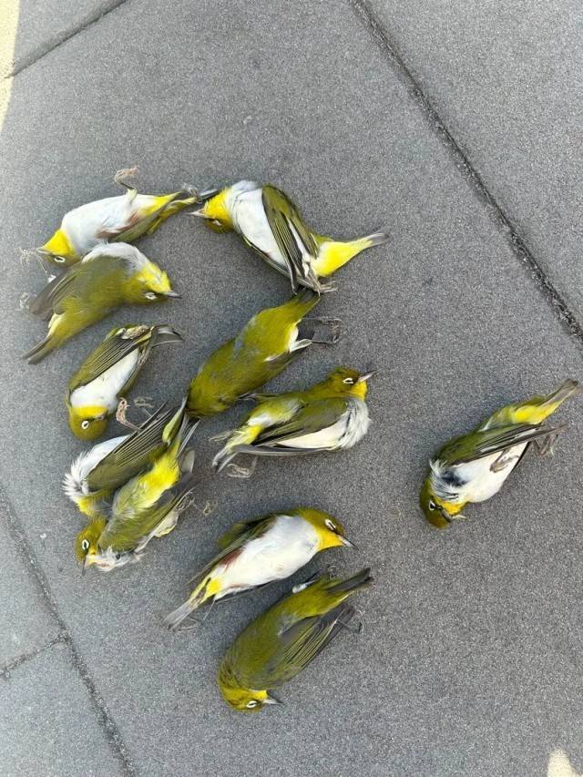 介绍个皇冠信用盘网址_北京一座大厦楼下躺了14只鸟介绍个皇冠信用盘网址,12只已死亡!元凶竟是玻璃