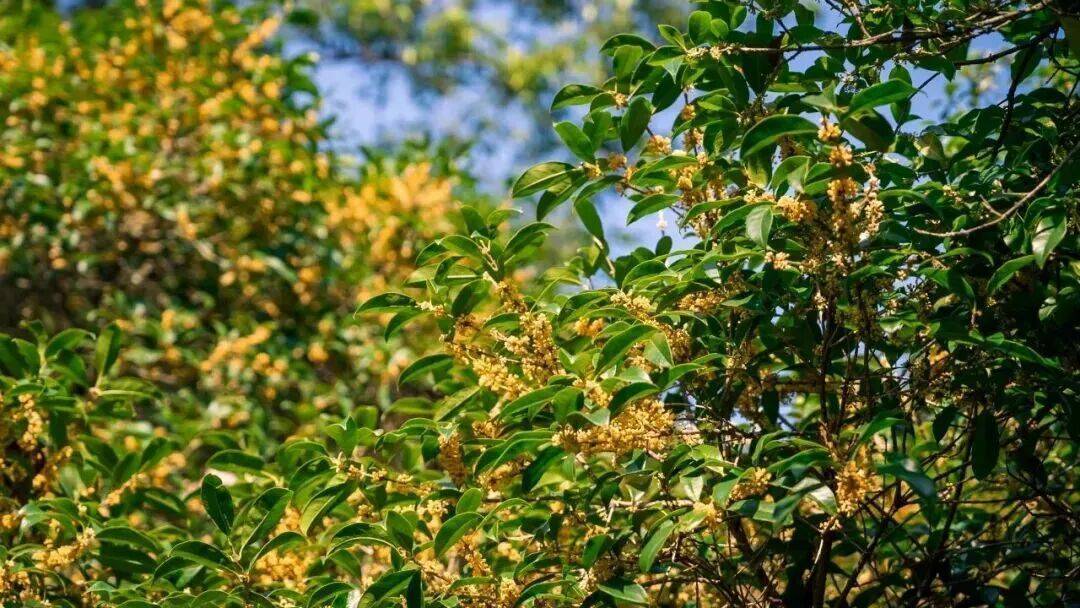 皇冠信用网在线申请_进度达70%！杭州即将进入全盛期皇冠信用网在线申请，别错过！