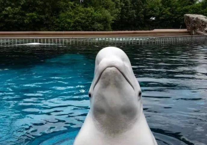 皇冠信用需要押金吗_宁愿全部安乐死皇冠信用需要押金吗，也不给中国？加拿大养不起30头白鲸，中国愿接手，然而...