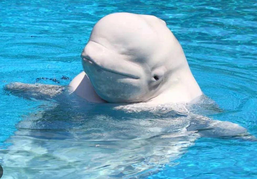 皇冠信用需要押金吗_宁愿全部安乐死皇冠信用需要押金吗，也不给中国？加拿大养不起30头白鲸，中国愿接手，然而...