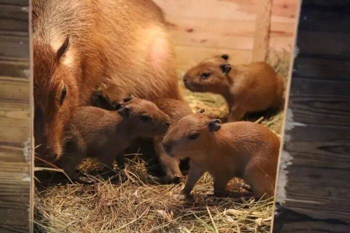 皇冠信用网平台_出生1小时就能独立行走皇冠信用网平台，济南动物园“果果”和“豚豚”的4只新生幼崽，周末和市民见面