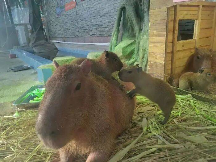 皇冠信用网平台_出生1小时就能独立行走皇冠信用网平台，济南动物园“果果”和“豚豚”的4只新生幼崽，周末和市民见面