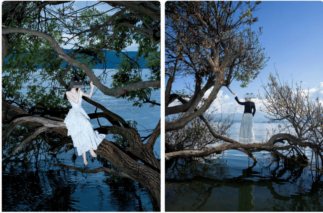 体育皇冠信用网
_大理洱海摄影师反映网红“歪脖子树”多处被锯 洱海管理局工作人员:情况正在核查