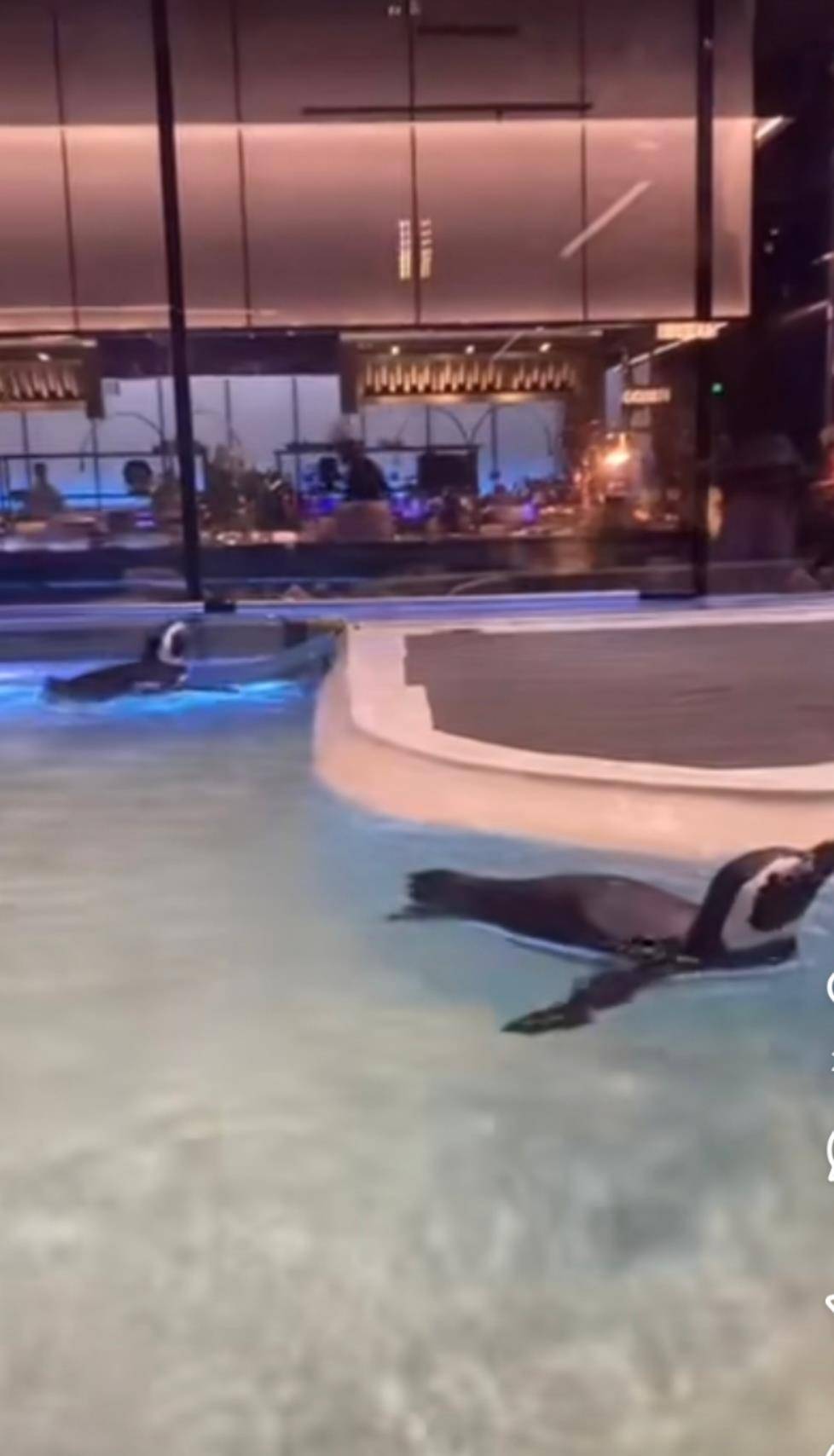 怎么获取世界杯足球盘口_沈阳一洗浴中心养四只企鹅揽客怎么获取世界杯足球盘口，驯养繁殖许可证来自洛阳一家已注销的海洋馆，官方回应：许可证不能租借