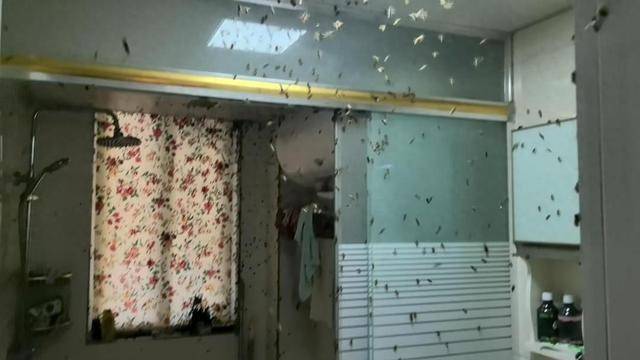 世界杯信用网_惊世界杯信用网！空置两个月的房子竟被蜜蜂当成了 “豪华别墅”