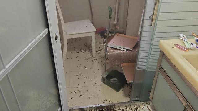 世界杯信用网_惊世界杯信用网！空置两个月的房子竟被蜜蜂当成了 “豪华别墅”