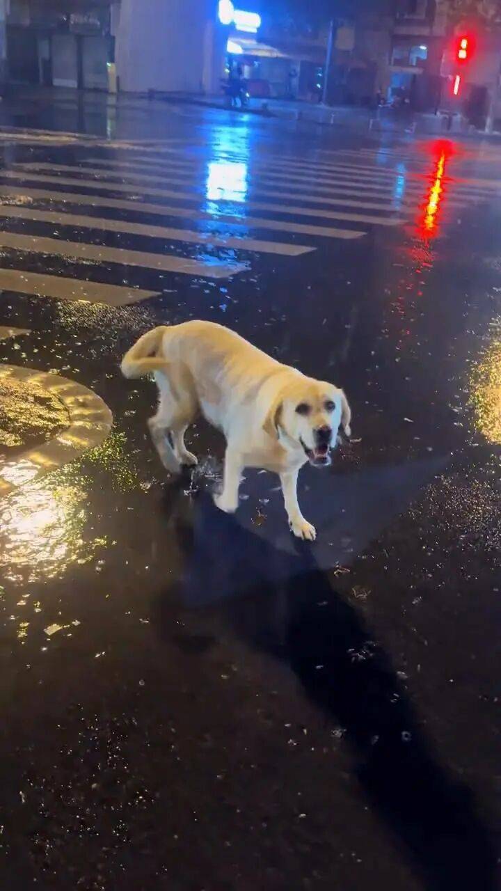 信用平台出租_青岛一只拉布拉多犬走失三月后信用平台出租，长沙街头被网友发现并收留，目前犬只已被送回犬主身边