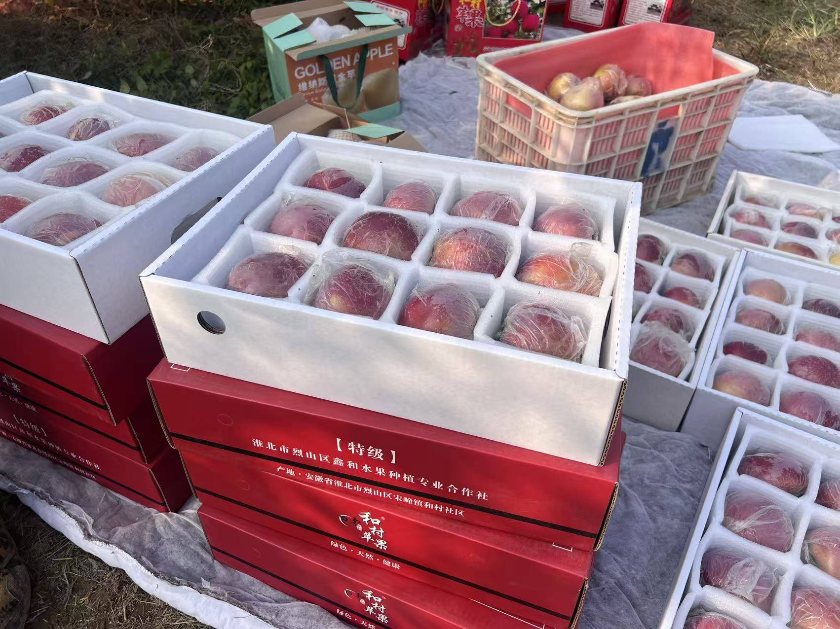 信用网怎么开户_“淮北为啥不种橘子信用网怎么开户？”果农：因为我们有更甜的王牌