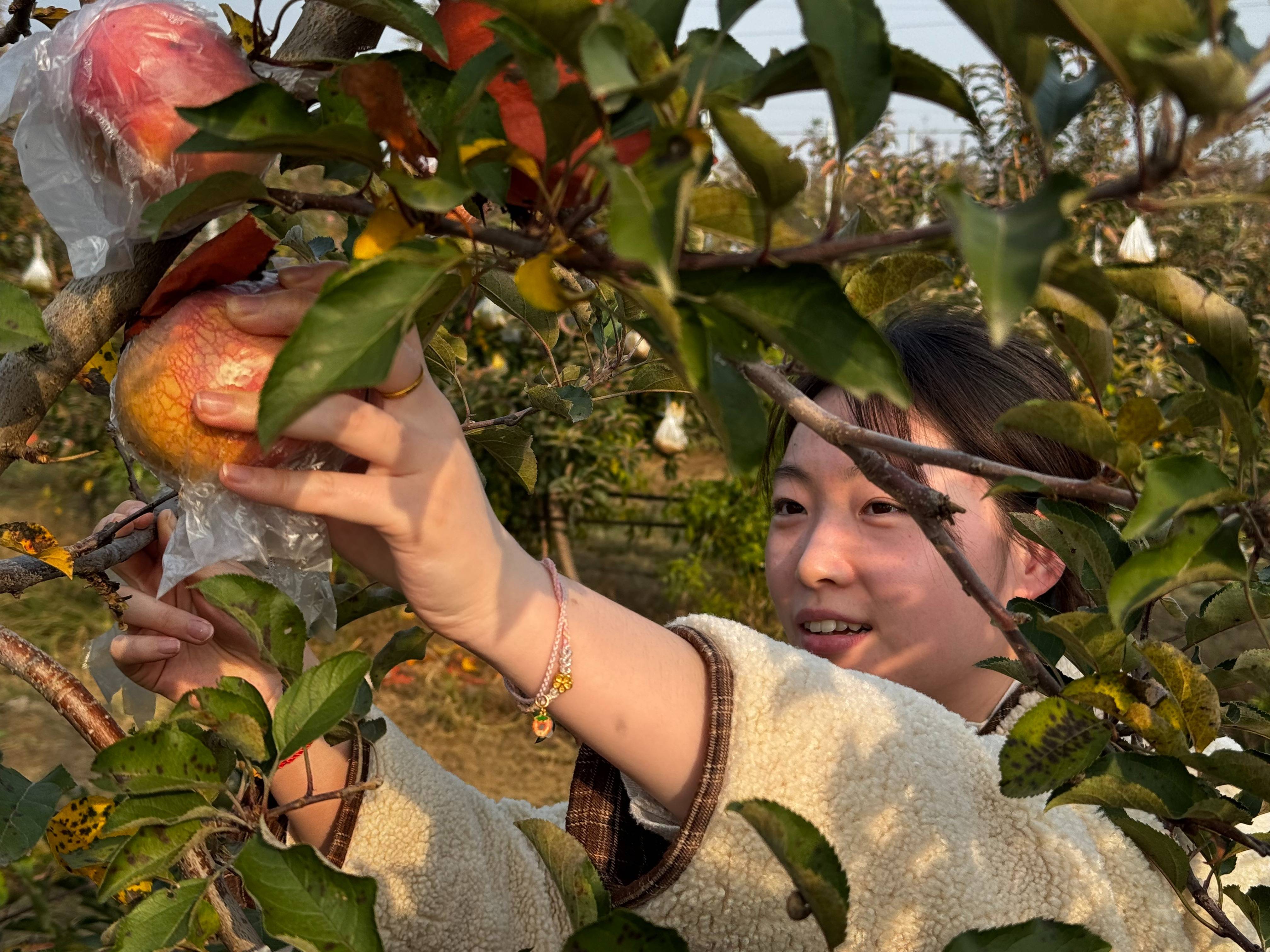 信用网怎么开户_“淮北为啥不种橘子信用网怎么开户？”果农：因为我们有更甜的王牌