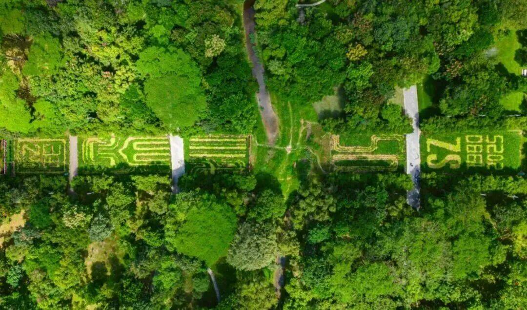 皇冠信用盘会员账号_深圳市中心竟有一大片“红薯地”皇冠信用盘会员账号！官方紧急提醒：请勿私挖