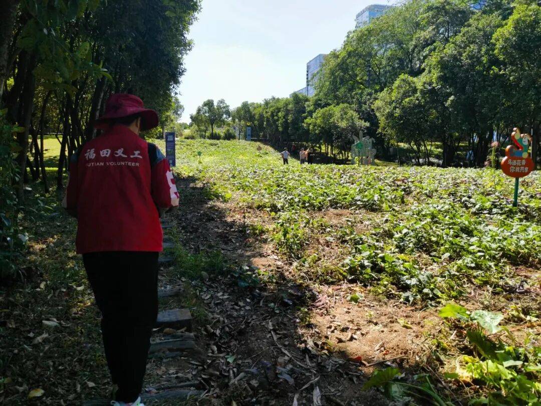 皇冠信用盘会员账号_深圳市中心竟有一大片“红薯地”皇冠信用盘会员账号！官方紧急提醒：请勿私挖