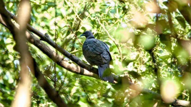 如何代理皇冠信用盘_百年罕见！首次在上海被目击如何代理皇冠信用盘，有人专门从北京“打飞的”赶来