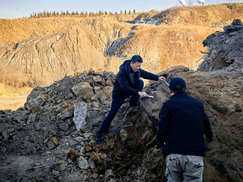 多明尼加共和国 vs 墨西哥_山西省阳泉市太旧高速路改线工程现场发现国家一级重点保护木化石