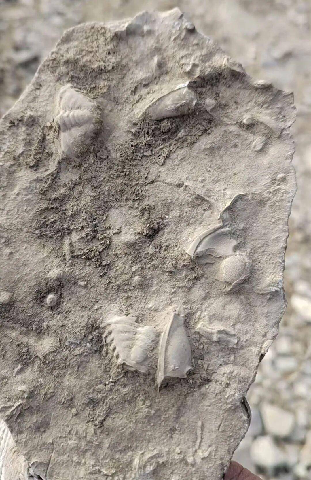 皇冠信用网开号_山东泰安一地有人称挖到三叶虫化石引发跟风采挖皇冠信用网开号,当地:不安全,已封山,如确有化石会保护